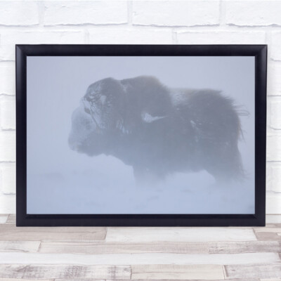Bisonochse Moschus Winter Schnee Schneesturm kaltes Tier Frost windig Wandkunst Druck