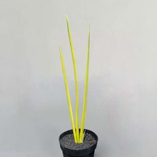 Real Picture Sansevieria Pencil Variegated Rare Uniqe Snake Plant