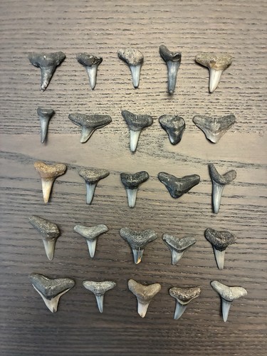 Shark Tooth Lot Of 25 Big Teeth - Found Near Sarasota Florida Gulf Coast Fossil