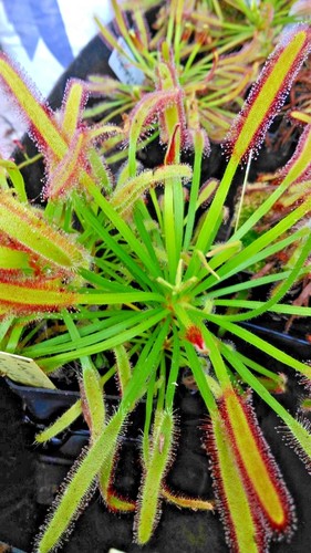 Semillas de Drosera Capensis - Imagen 10 de 25
