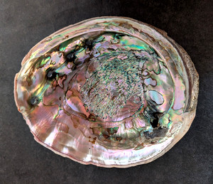 Large Red Abalone Shell 8  x 6 1/2"  From Morro Bay, Ca Cannery