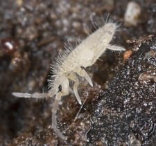 Tropical Springtails Clean Up Crew 8 Oz In Organic Soil/moss Mixture With Food