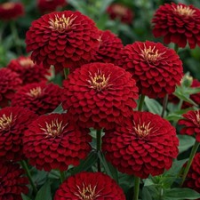 Zinnia GIGANTICA CHERRY 5"+ FloristHuge Double Blooms Tall Cut Flowers 50 Seeds!
