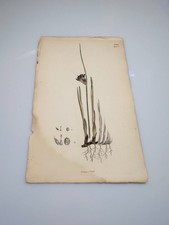 Sowerby 1830 MOOR-GRASS Botanical Hand Colored Plate 2621 Print