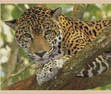 Leopard Counted Cross Stitch CHART No. 2-150