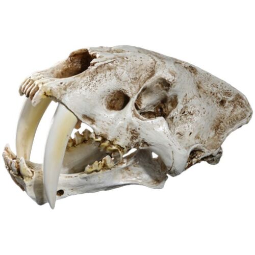 1:1 Saber-Toothed Tiger Resin Replica Skull Head Model Home Bar Decor Halloween - Afbeelding 1 van 8
