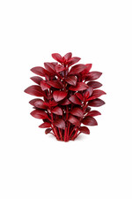 Ludwigia Repens Super Red Mini 2"Pot Live Aquarium Plants