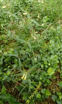 Foto 12x8 Melampyrum pratense Grange\/NY2517 Gewöhnlicher Kuhweizen an indicato c2016