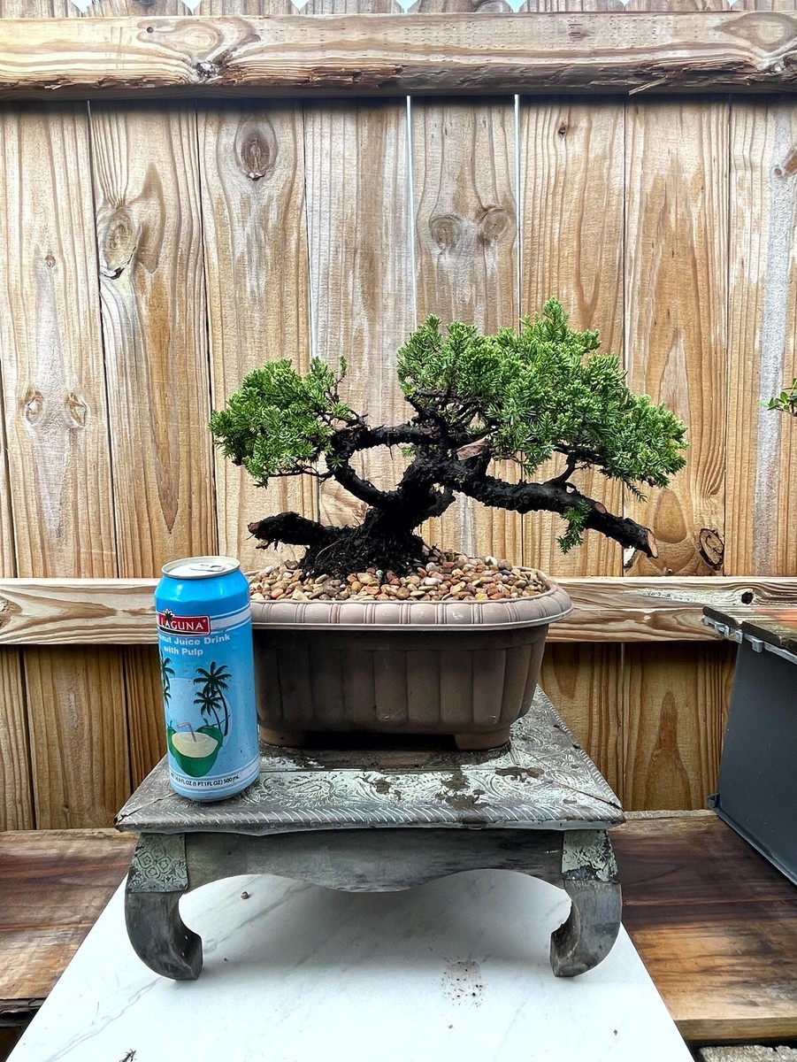 lego bonsai beleuchtung anleitung LED Licht Set | Bonsai Baum (10281) main image 1