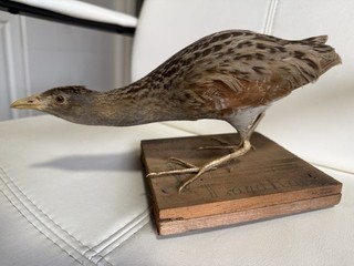 Taxidermy Corn Crake