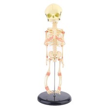 Single for Head Baby Skull Human Research Model Skeleton Anatomical Brain Anatom