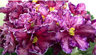 African Violet Plant ~ Rs~ Zoro — photo 1