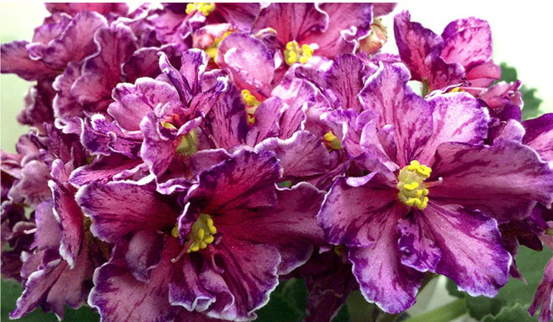 African Violet Plant ~ Rs~ Zoro