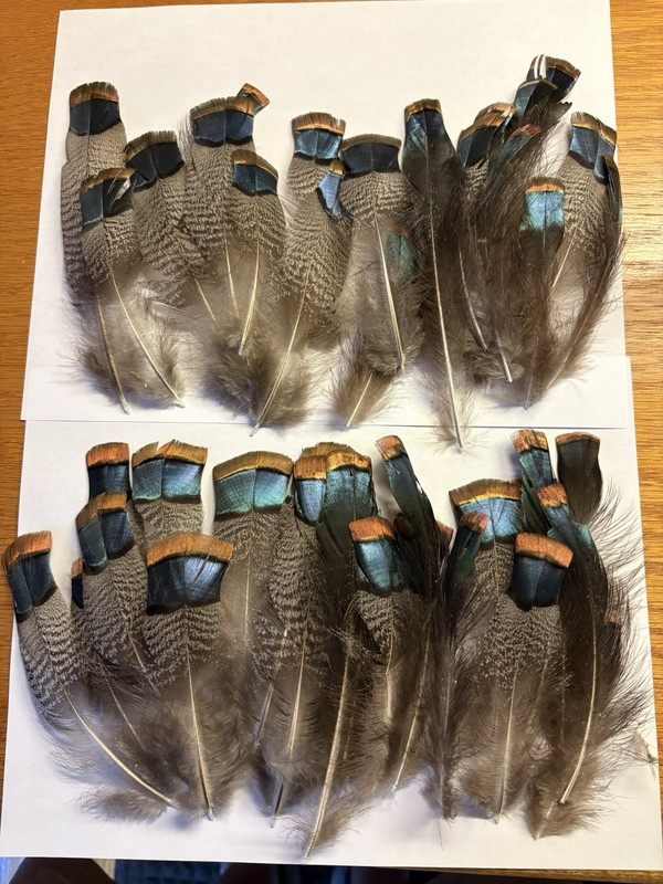 ocellated turkey feathers