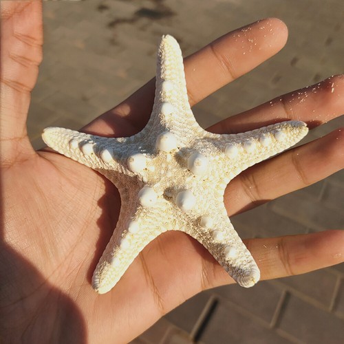 10Pcs Dried Starfish Beach Craft Wedding Party Home Decor Hanging Ornaments - Picture 6 of 10