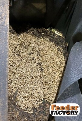 Live BSFL Reptile/Amphibian/Exotic