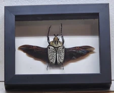 Real Framed Goliath Beetle Male (Goliathus Orientalis) from Camaroon