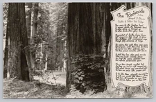 Redwoods Joseph Strauss Poem Highway Scene California RPPC Photo Postcard