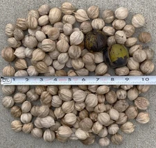 50 SHAGBARK HICKORY NUTS (50 Nuts) Farm Fresh Organic From MO 2025 Float Tested