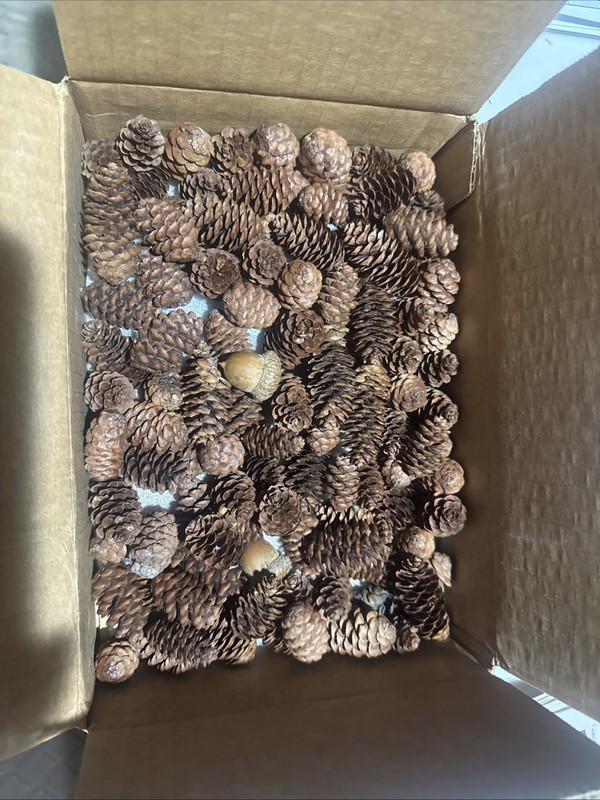 Small Pinecones And Acorns