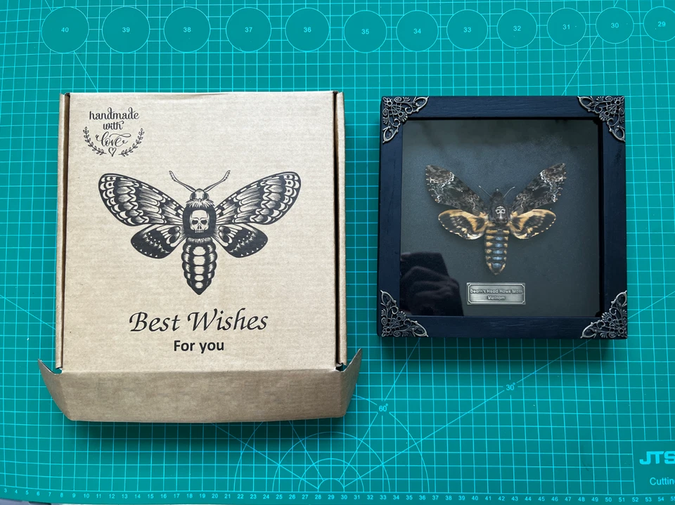 Framed Skull Moth Real Death’s Head Taxidermy Collection Oddities Gothic Decor - Image 4 of 4