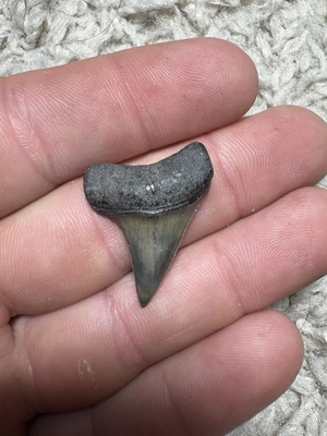 #ad .95 Inch Fossilized Mako Shark Tooth Perfect Necklass Size $15.00