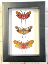 Lantern Fly Collection Deep Box Frame Display Case Insect Planthopper Cicada Bug