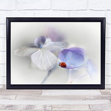 Beautiful Lady Painterly Insect Insects Bug Bugs Ladybugs Ladybird Art Print