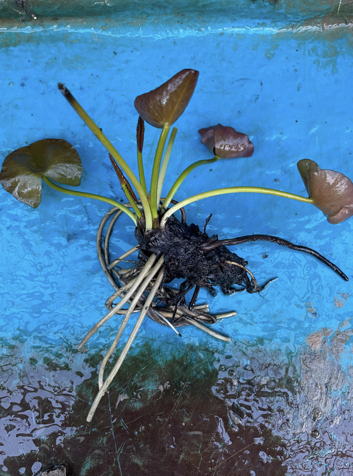 Indiana Dwarf Small Pond Water Lily pond plants water lilies aquatic