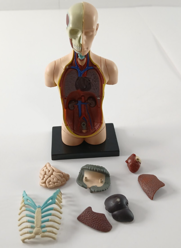4D Master STOMACH, TOOTH, EAR, TORSO, PREGNANCY Educational Human Anatomy Models - Picture 14 of 14