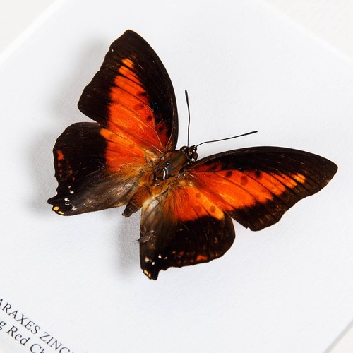 Taxidermy Shining Red Charaxes Frame (Charaxes zingha) - Bild 3 von 9