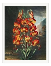 The SUPERB LILY 1807 Temple of Flora Botanical Art Print - Wall Decor