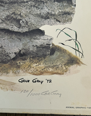 The Raccoon Gene Gray 1972 Signed 120/1000 Animal Graphics