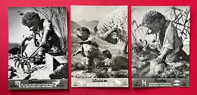 3 x postcard 1959 Diehl hedgehog Mecki with zodiac sign Scorpio, Aries Pisces (130963