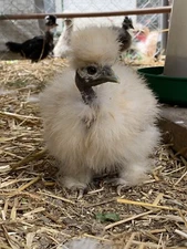 4 (+2 free!) Fertile Silkie, Showgirl, Frizzle X Sizzle Bearded And Crested Eggs