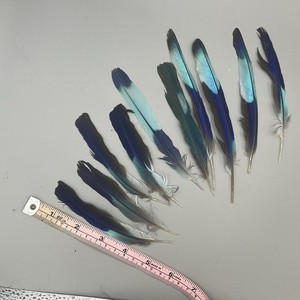 Indian Roller Wing Feathers Collection Wild Bird Art Craft X 10