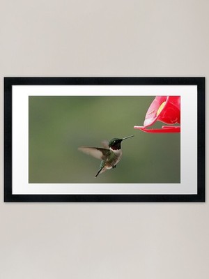 The Tiny Hummer Framed Art Print Framed Wall Art Poster Canvas Print Picture