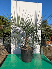 Butia capitata 110–130cm Geleepalme winterhart Palme für Garten & Terrasse