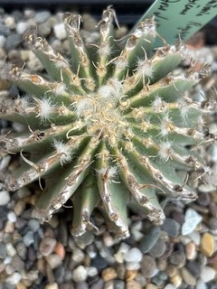 Geohintonia mexicana Rog438 approx 6 cm Nice Rare Copiapoa Ariocarpus Mammillaria
