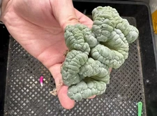 Sale Caci Cristata Rare WYSIWYG Boutique Self Rooted