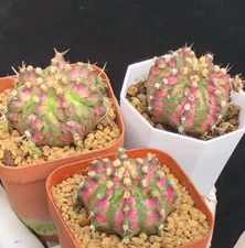 3PCS cactus Succulent plants Gymnocalycium Garden decoration Plants 2.5-3cm 