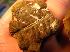 3 MAZON CREEK ILLINOIS KONGLOMERATY KOPALNE 1 OTWARTE 2 NIEOTWARTE PŁYTY LIŚCIASTE #224