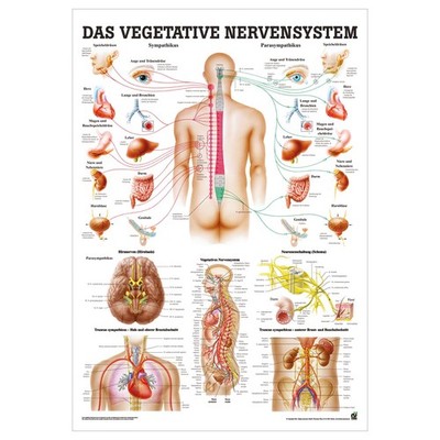 Vegetatives Nervensystem Lehrtafel Anatomie 100x70 cm medizinische Lehrmittel