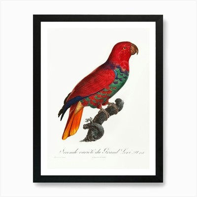 The Eclectus Parrot From Natural Hi Framed Wall Art Poster Canvas Print Picture