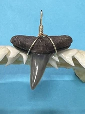 SHARK TOOTH PENDANT…1 Inch LEMON Shark Tooth from Venice Florida 
