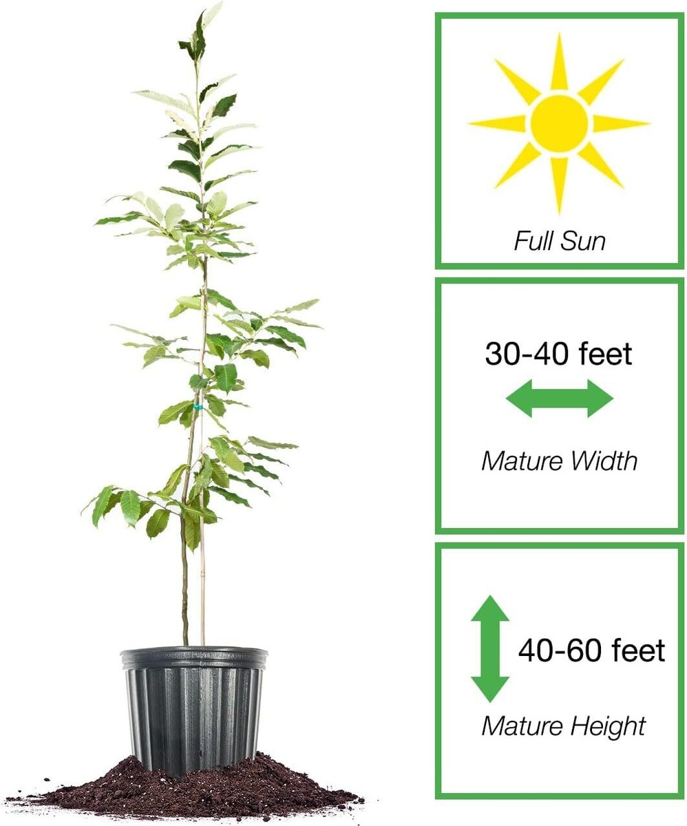 American Hybrid Chestnut Tree 4-5 Feet | Live Trees for