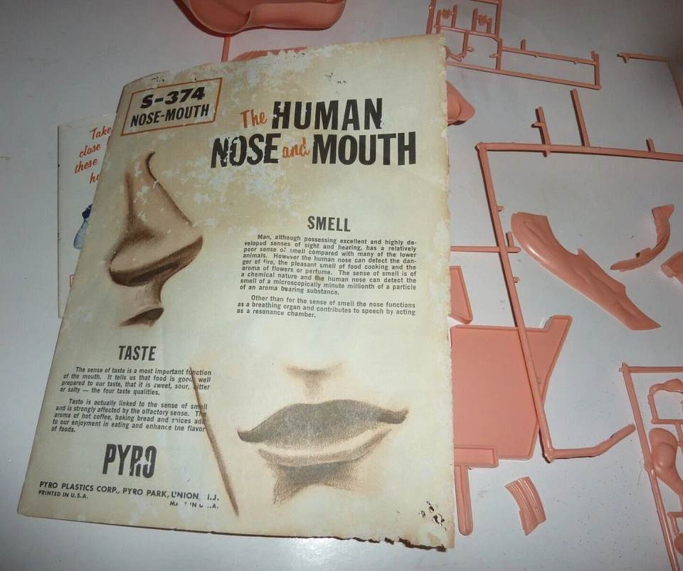 Vintage 1968 Pyro Nose Mouth Anatomy Life Size Model Kit Unassembled - Image 3 of 4