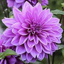 Pretty Imported Double Dahlia Purple Flower Bulb Pack Of 2 Bulbs