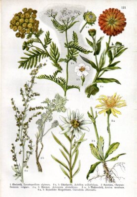 1909 WILLKOMM CHROMO edelweiss, yarrow, tansy, wormwood, wolf's bane, marigold