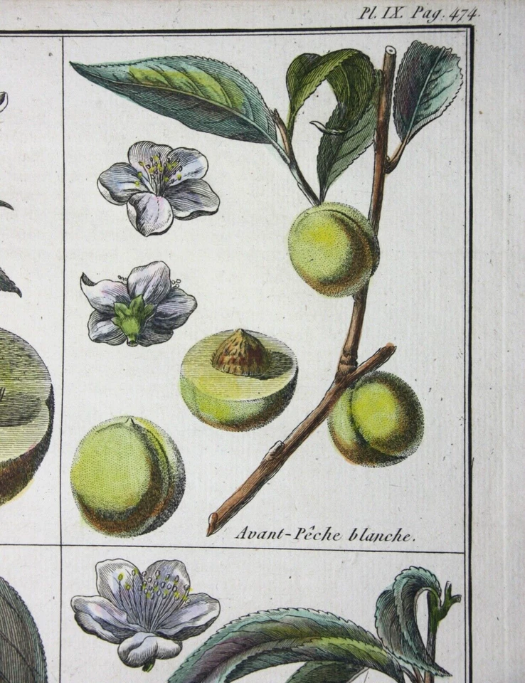Pfirsich, Avant-Pêche, altkol. Kupferstich aus Rozier "Cours d'agriculture" 1786 - Bild 3 von 4